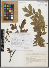 Foto von Salix rectijulis Trautv.